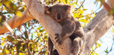 Article Changes to Commonwealth listed threatened species whats next for Australias threatened species laws